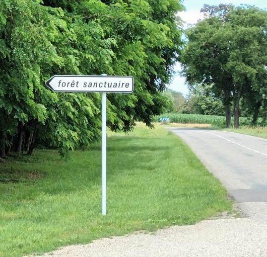 Foret sanctuaire